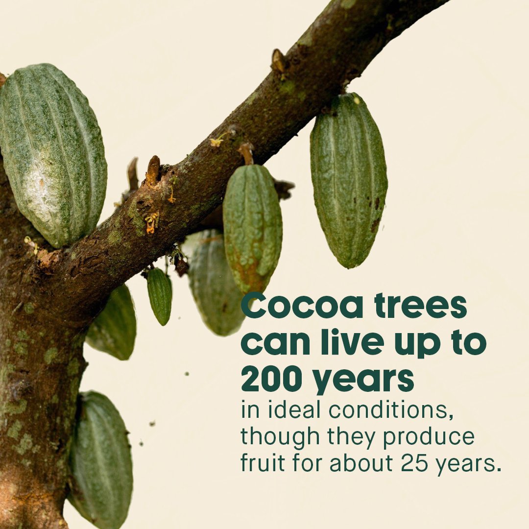 Cocoa_tree1