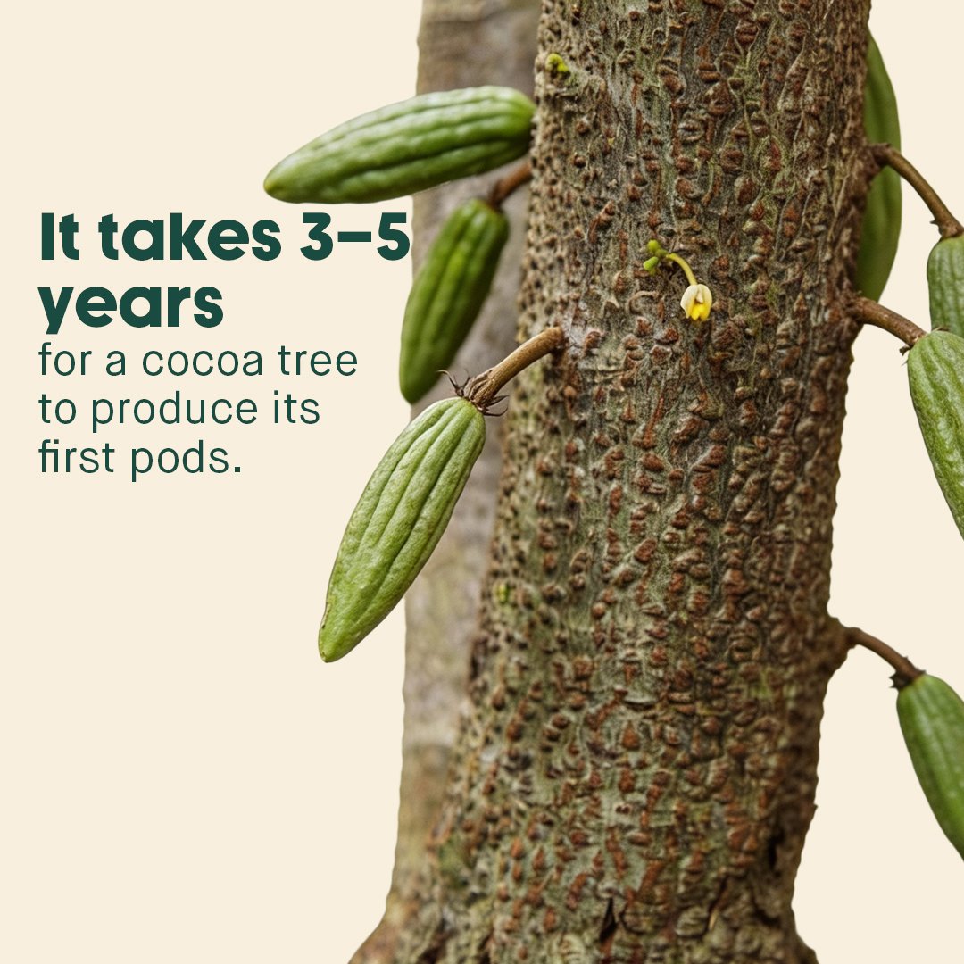 Cocoa_tree2