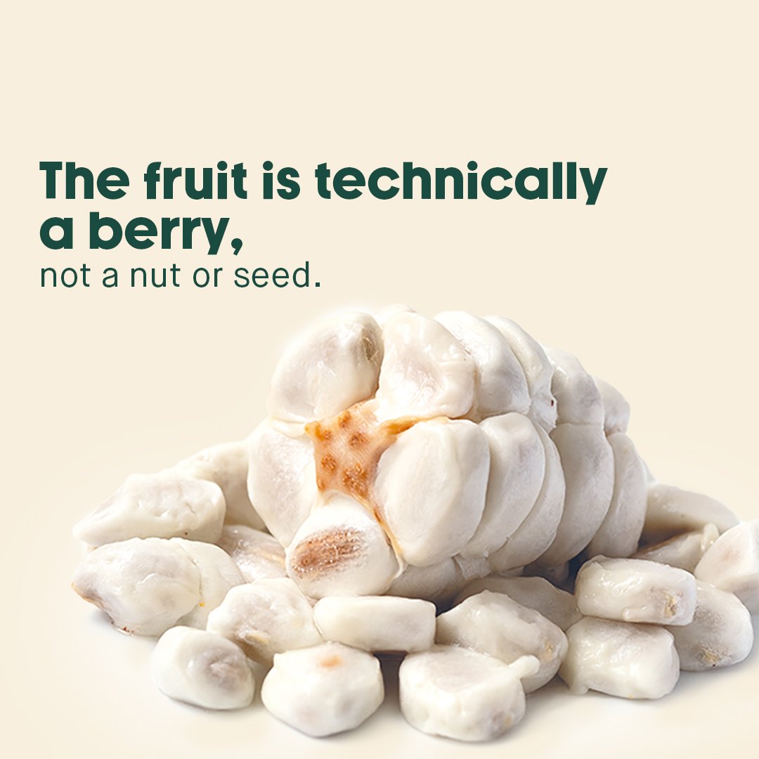 Cocoa_tree5