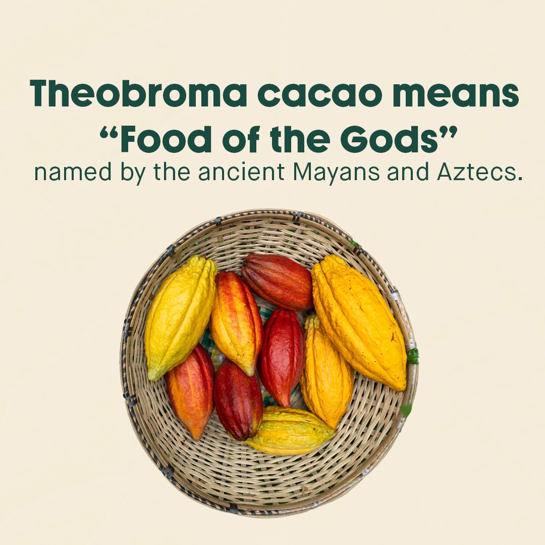 Cocoa_tree6